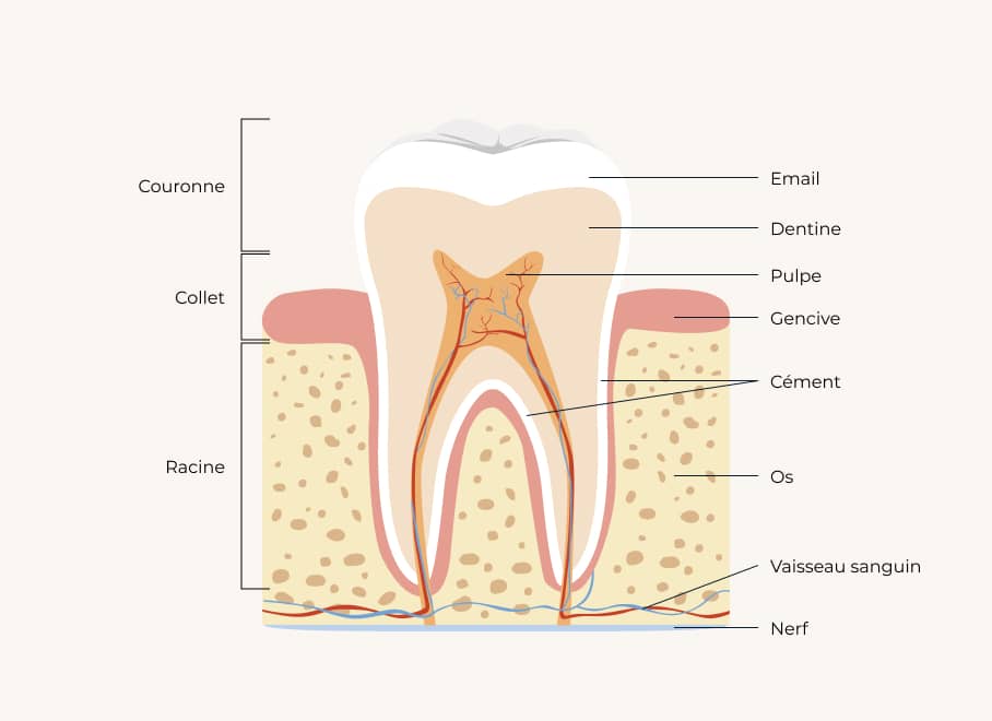 Comment savoir si j’ai les dents sensibles ? | Clinique dentaire Sana Oris | Paris 8